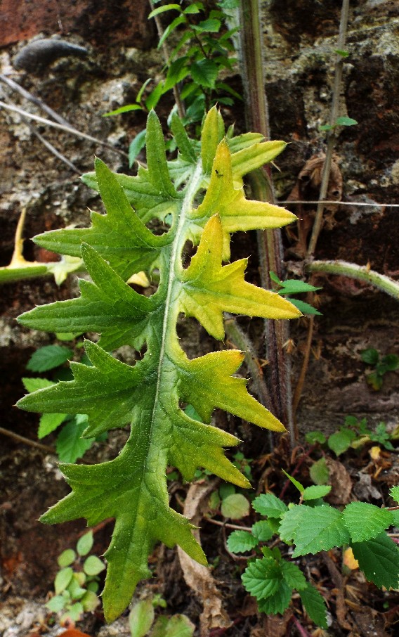 Un cirsium? S, Cirsium vulgare